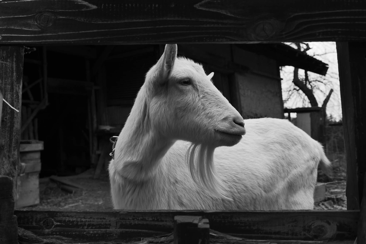 f:id:AKARI_PAPA:20210725110956j:plain