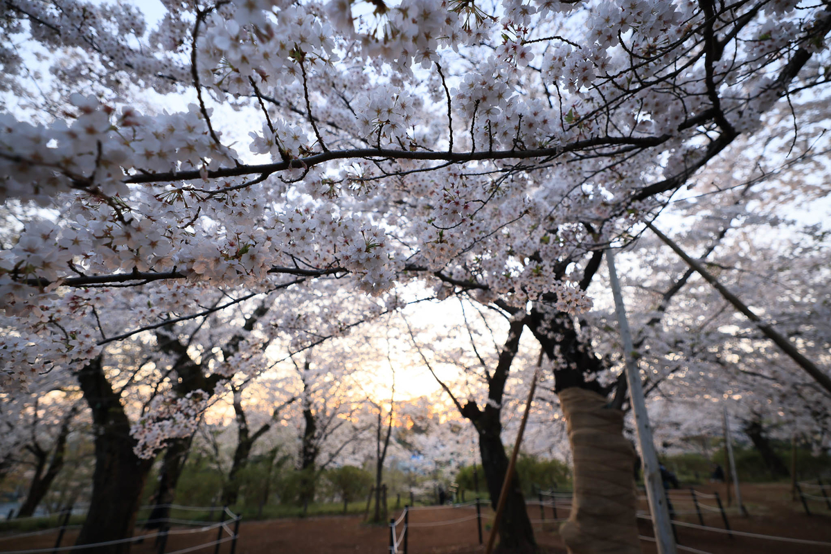 f:id:AKARI_PAPA:20210725141827j:plain