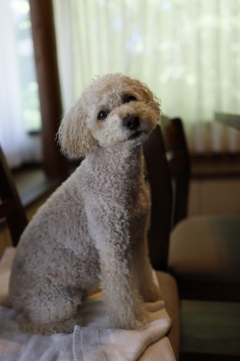 f:id:AKARI_PAPA:20210725185700j:plain