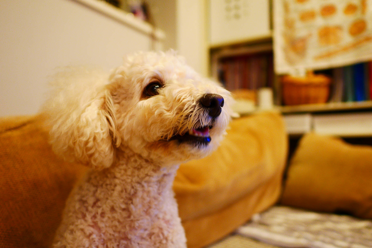 f:id:AKARI_PAPA:20210802082407j:plain