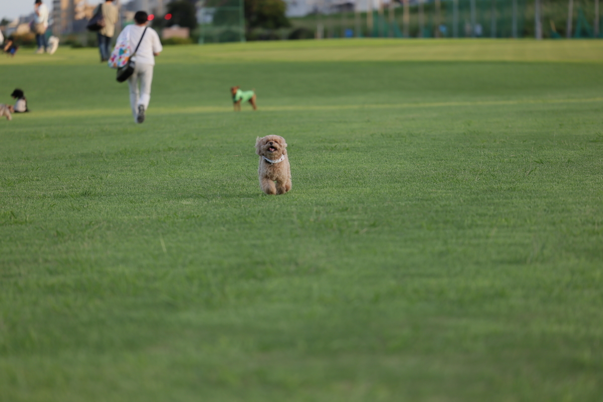 f:id:AKARI_PAPA:20210823094753j:plain