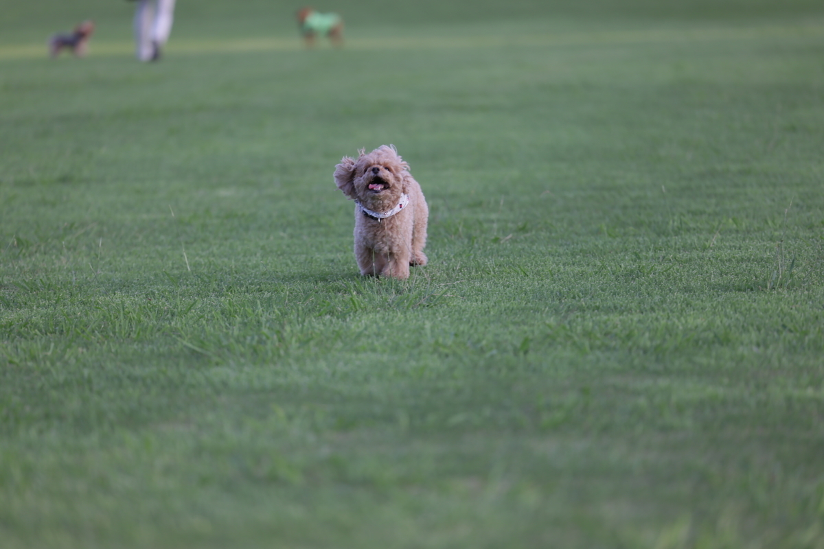 f:id:AKARI_PAPA:20210823094815j:plain