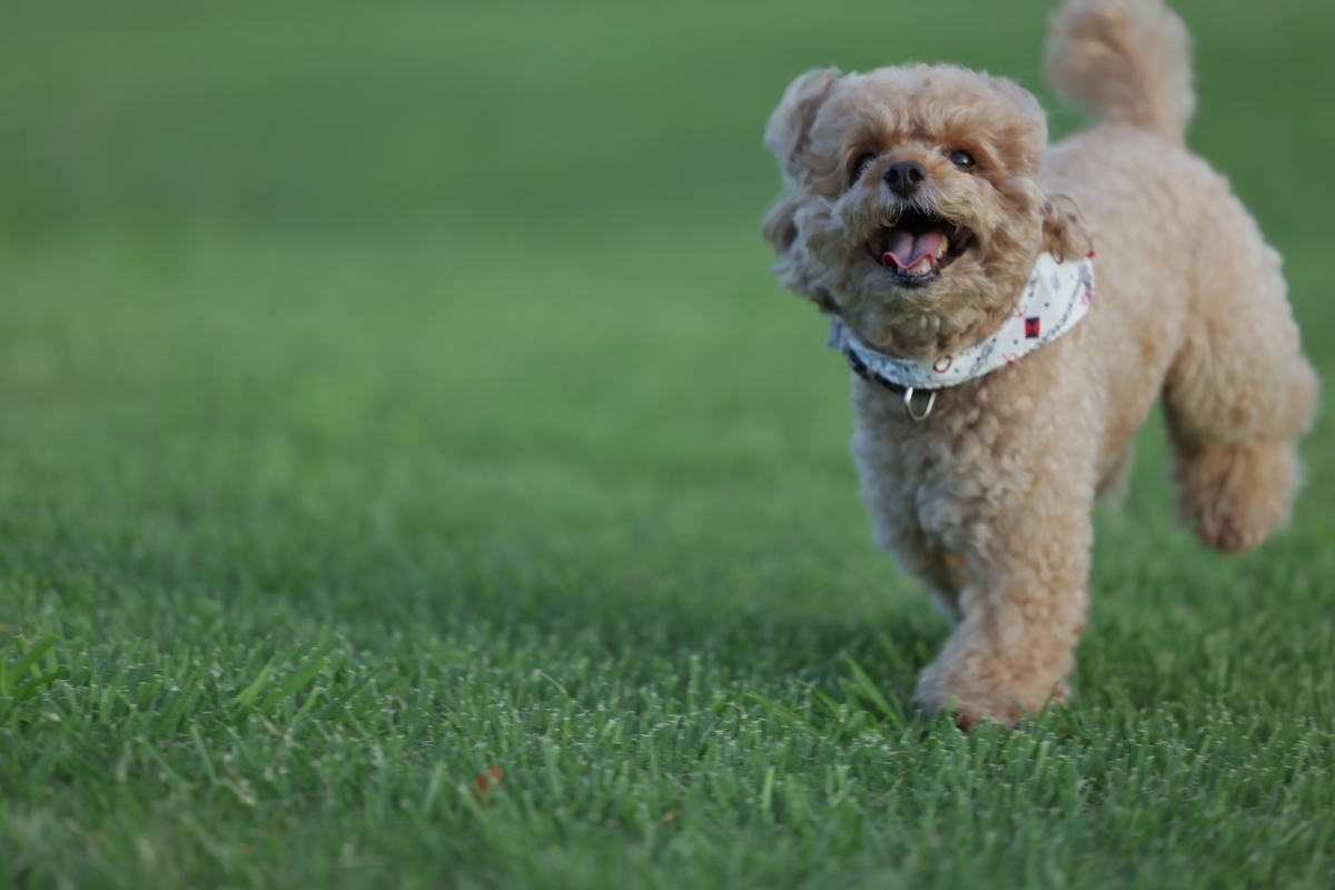 f:id:AKARI_PAPA:20210823094828j:plain