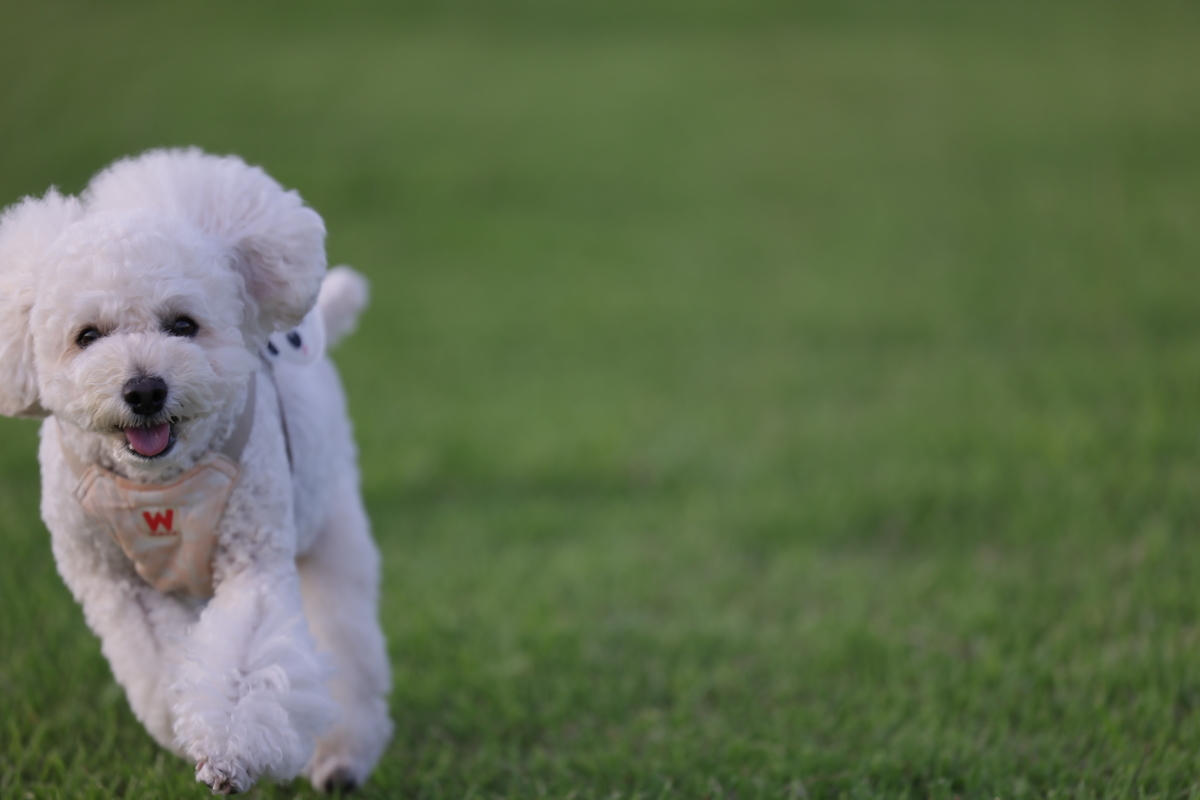 f:id:AKARI_PAPA:20210823094912j:plain