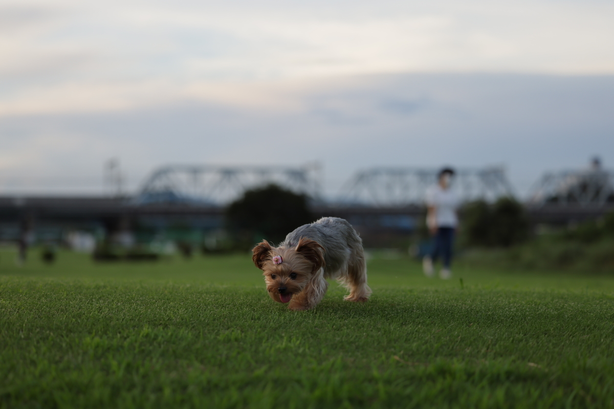 f:id:AKARI_PAPA:20210823095009j:plain