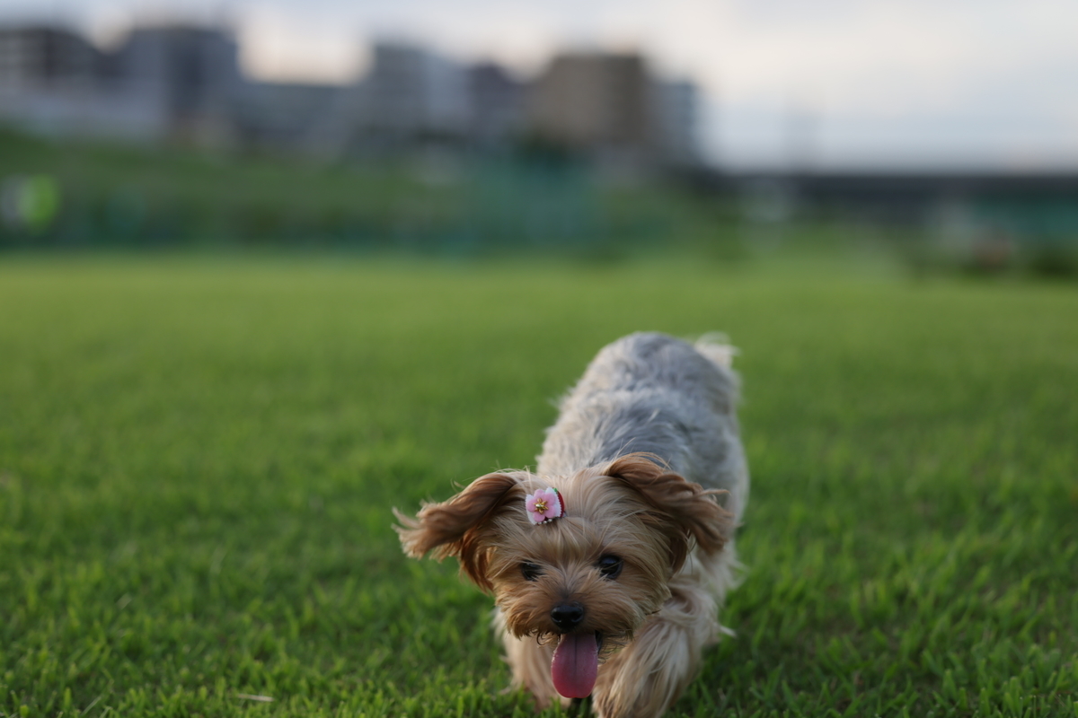 f:id:AKARI_PAPA:20210823095035j:plain