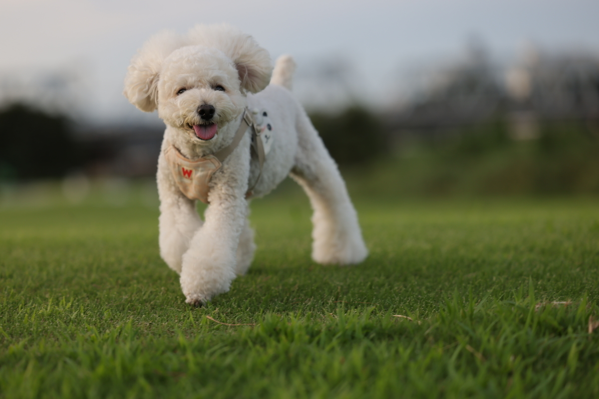 f:id:AKARI_PAPA:20210823095054j:plain