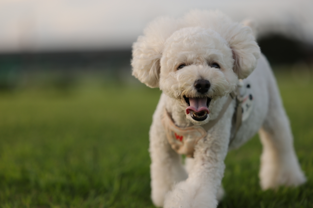 f:id:AKARI_PAPA:20210823095105j:plain