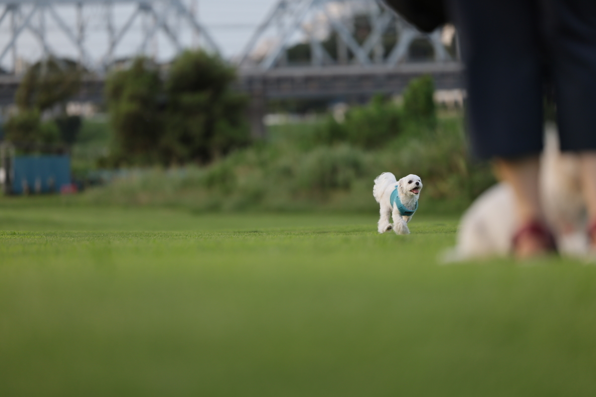 f:id:AKARI_PAPA:20210823095119j:plain