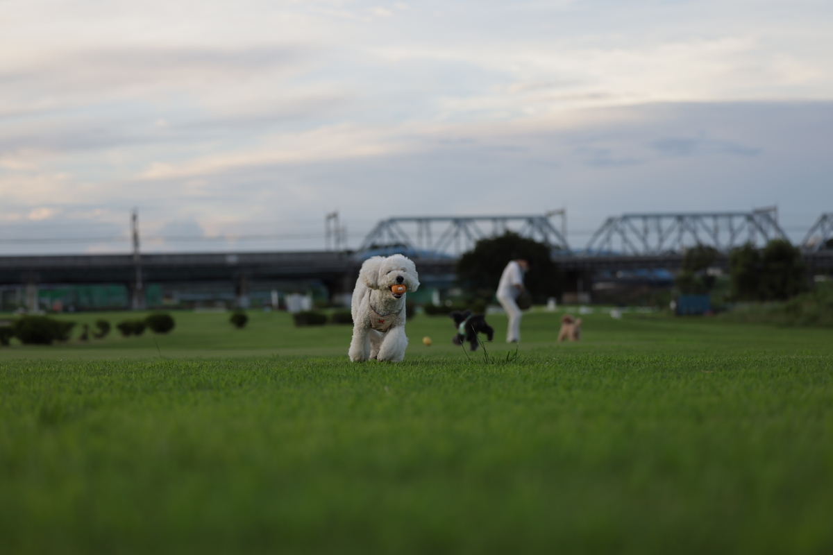 f:id:AKARI_PAPA:20210823095209j:plain