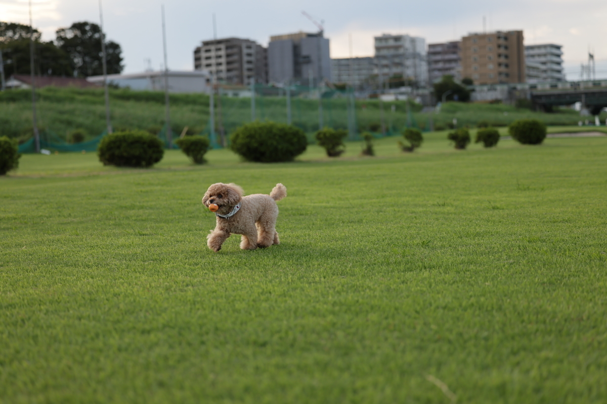 f:id:AKARI_PAPA:20210823095228j:plain