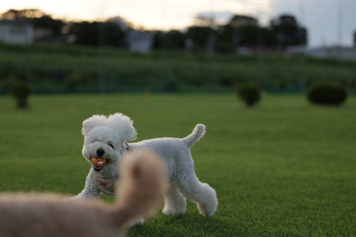 f:id:AKARI_PAPA:20210823095247j:plain