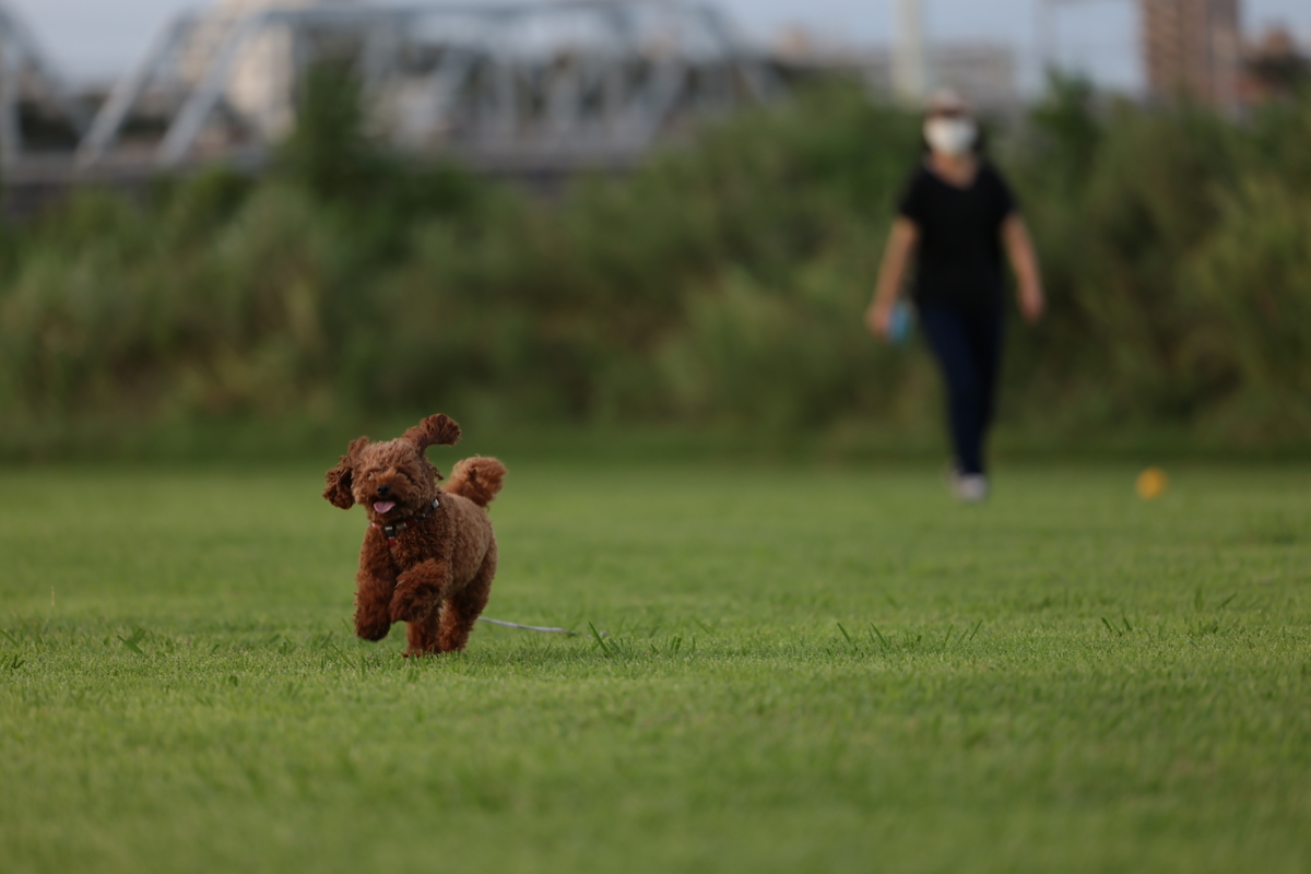 f:id:AKARI_PAPA:20210823095306j:plain