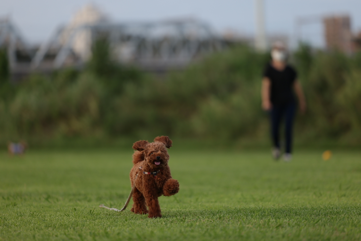 f:id:AKARI_PAPA:20210823095320j:plain