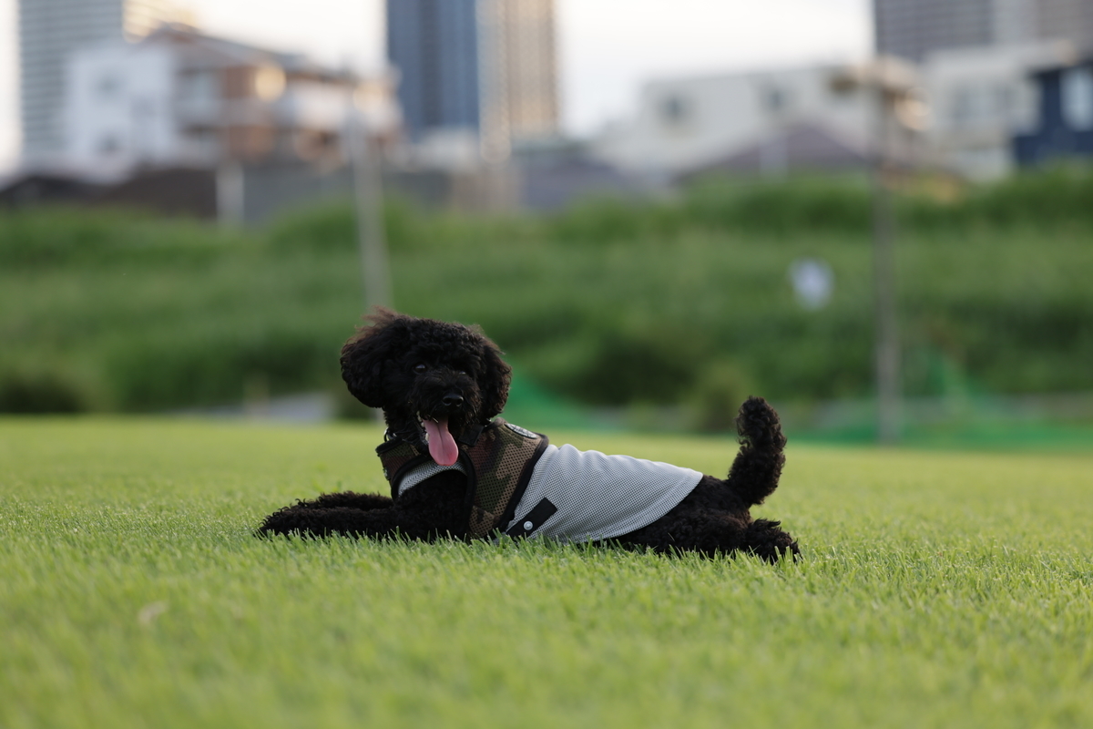 f:id:AKARI_PAPA:20210823095330j:plain