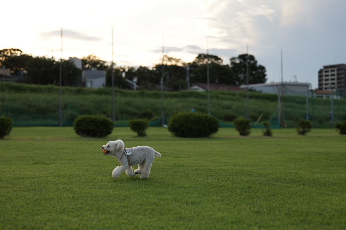 f:id:AKARI_PAPA:20210823095402j:plain