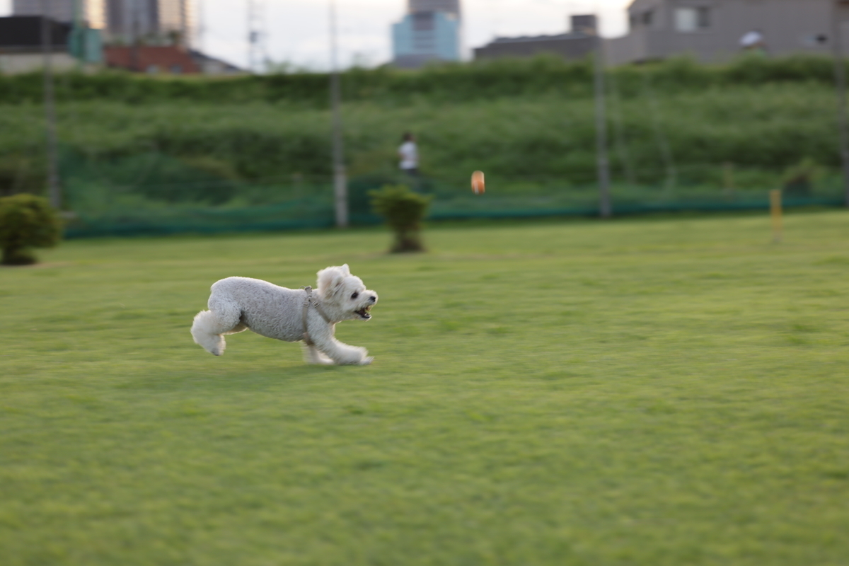 f:id:AKARI_PAPA:20210823095417j:plain