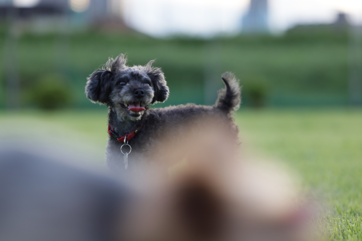 f:id:AKARI_PAPA:20210823095438j:plain