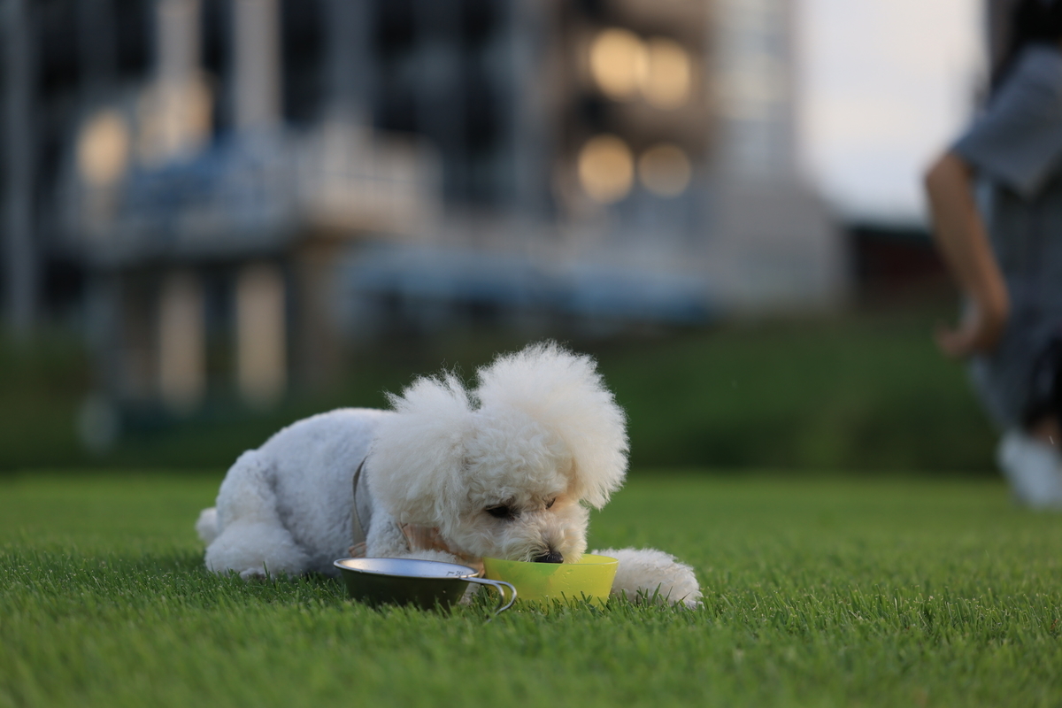 f:id:AKARI_PAPA:20210823095455j:plain