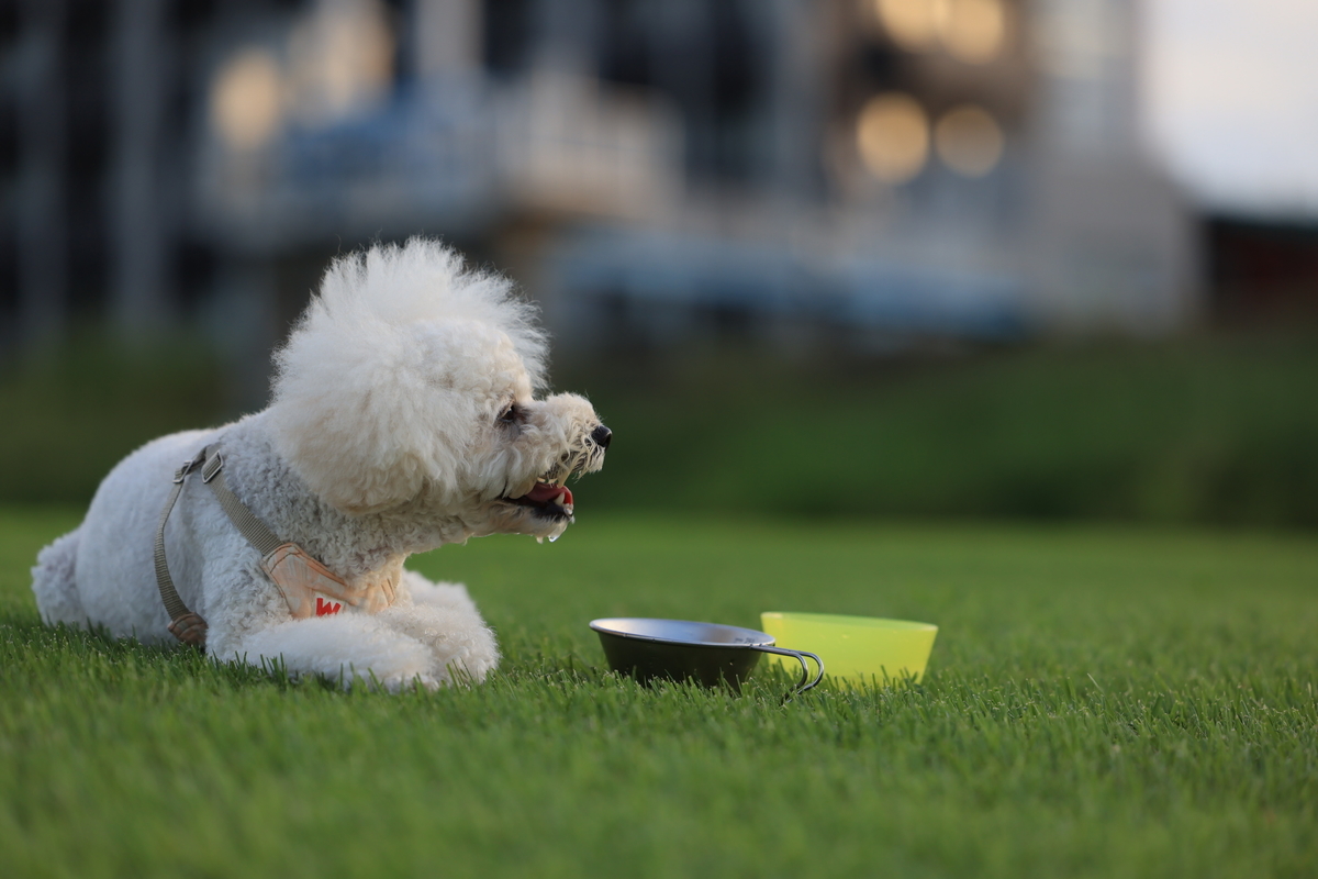 f:id:AKARI_PAPA:20210823095513j:plain