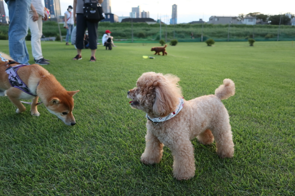 f:id:AKARI_PAPA:20210823095700j:plain