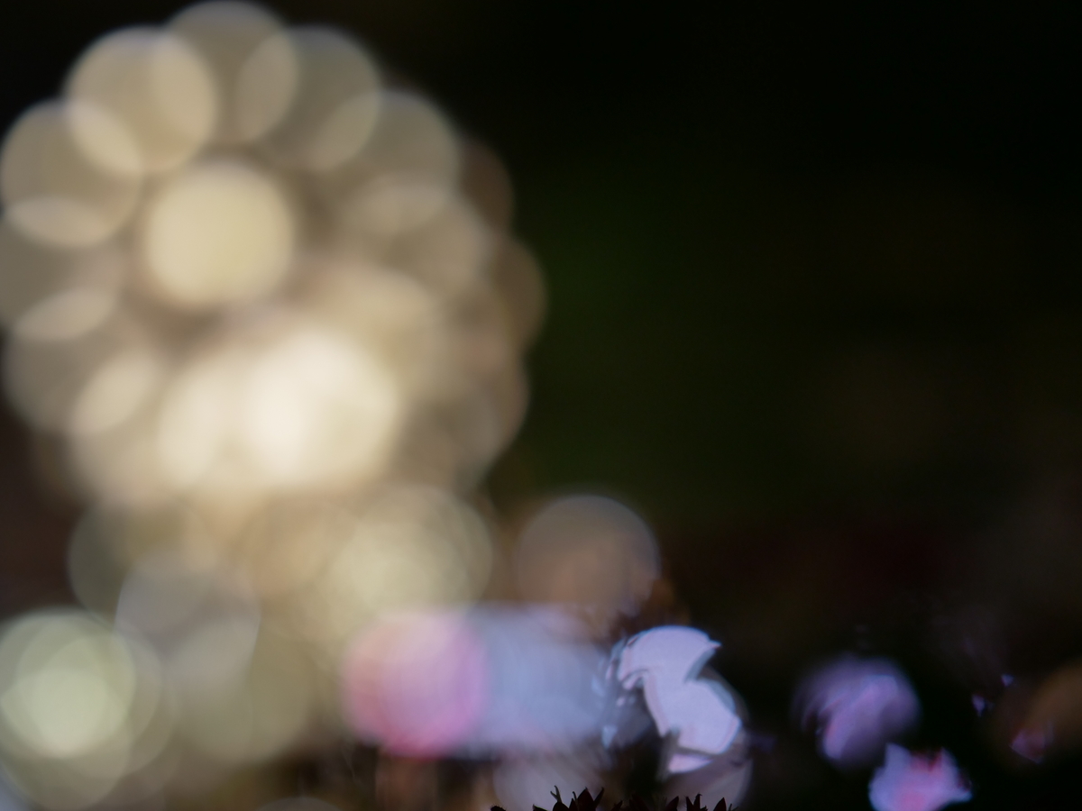 f:id:AKARI_PAPA:20210829105850j:plain