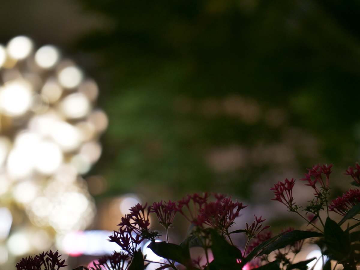 f:id:AKARI_PAPA:20210829105909j:plain