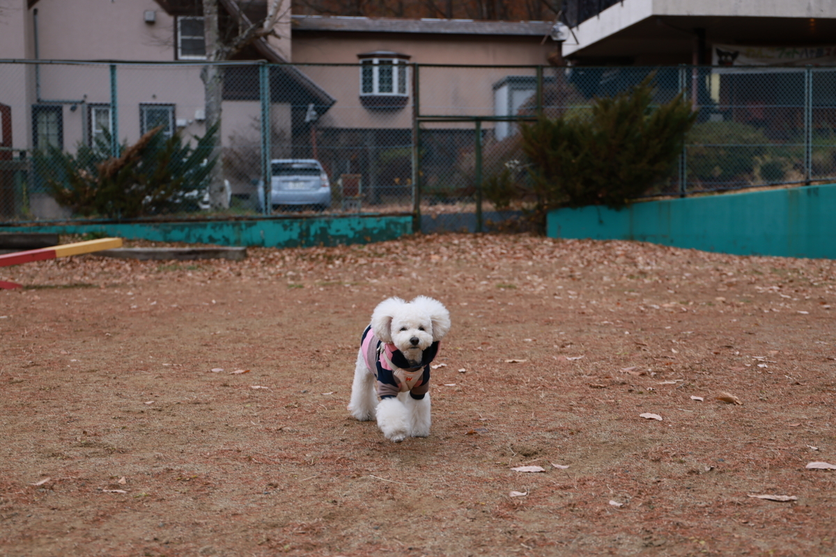 f:id:AKARI_PAPA:20211123191044j:plain