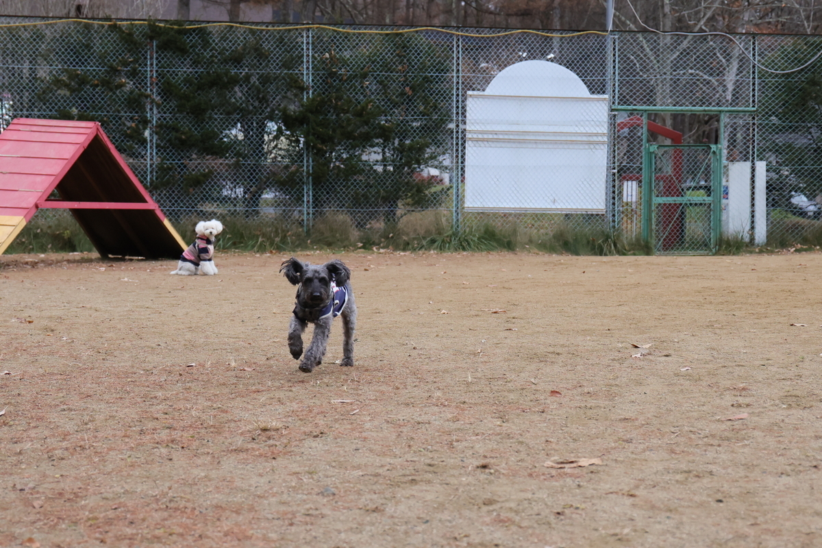 f:id:AKARI_PAPA:20211123191058j:plain