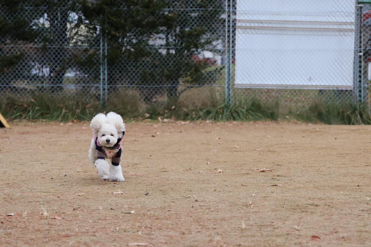 f:id:AKARI_PAPA:20211123191109j:plain