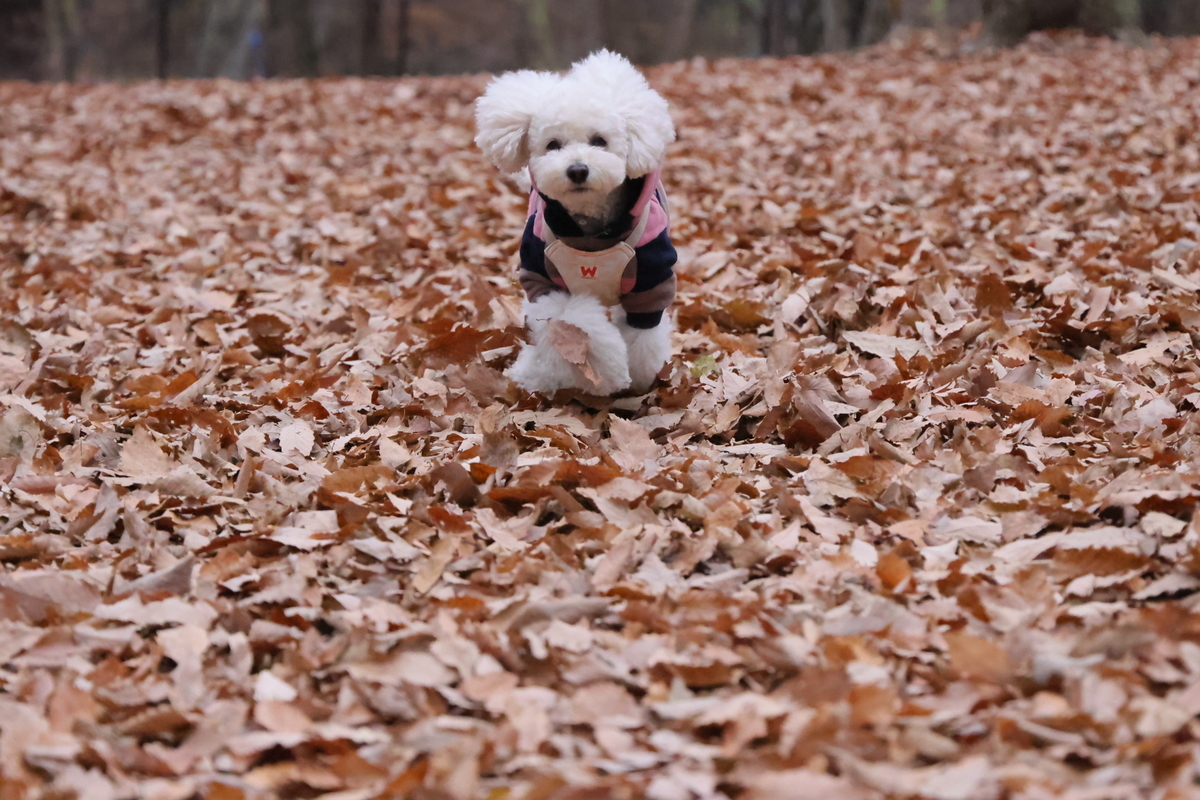 f:id:AKARI_PAPA:20211123191139j:plain