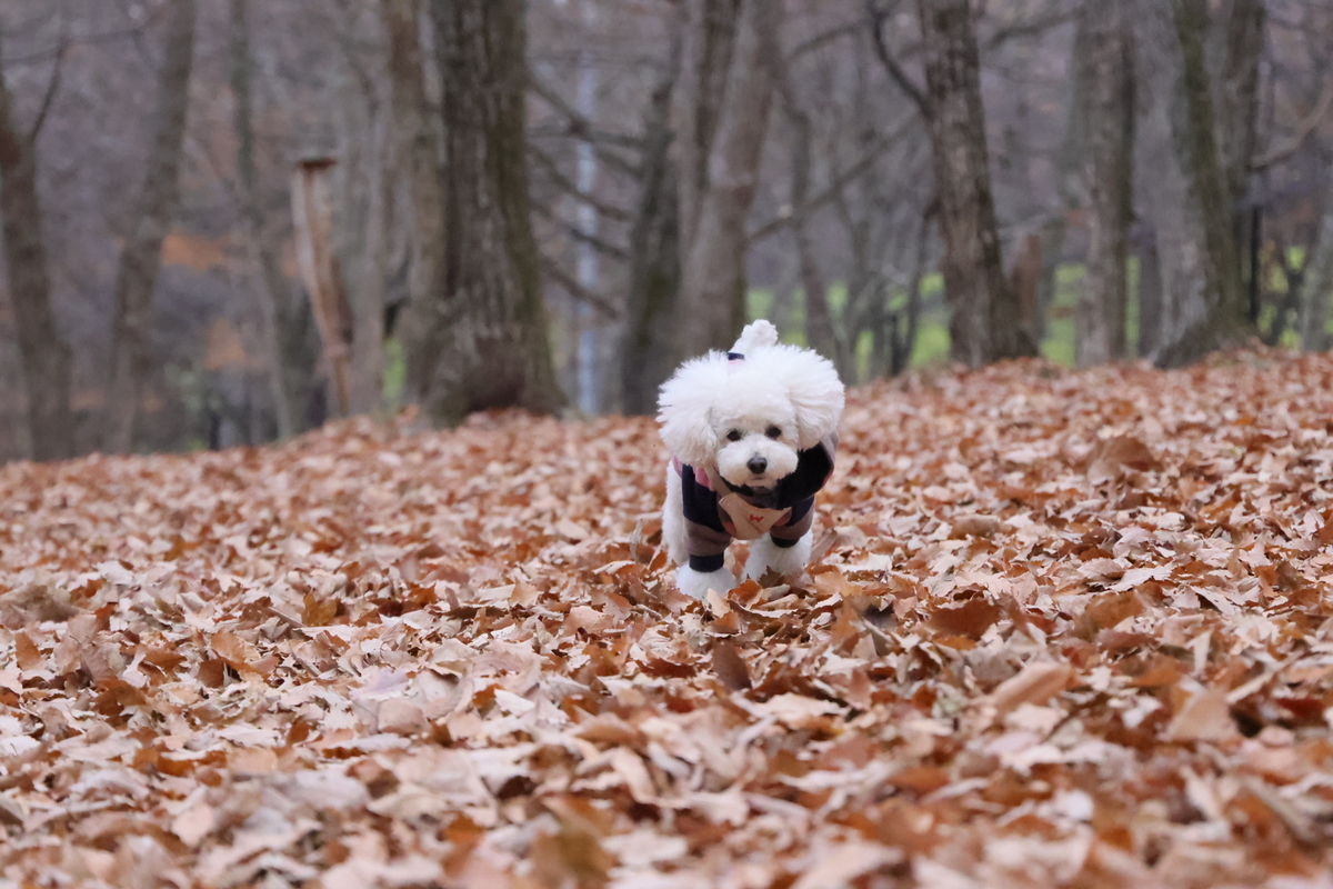 f:id:AKARI_PAPA:20211123191202j:plain