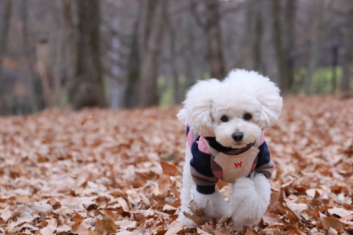 f:id:AKARI_PAPA:20211123191229j:plain