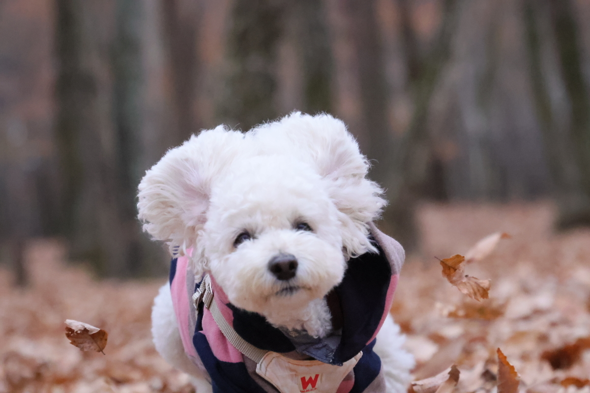 f:id:AKARI_PAPA:20211123191248j:plain