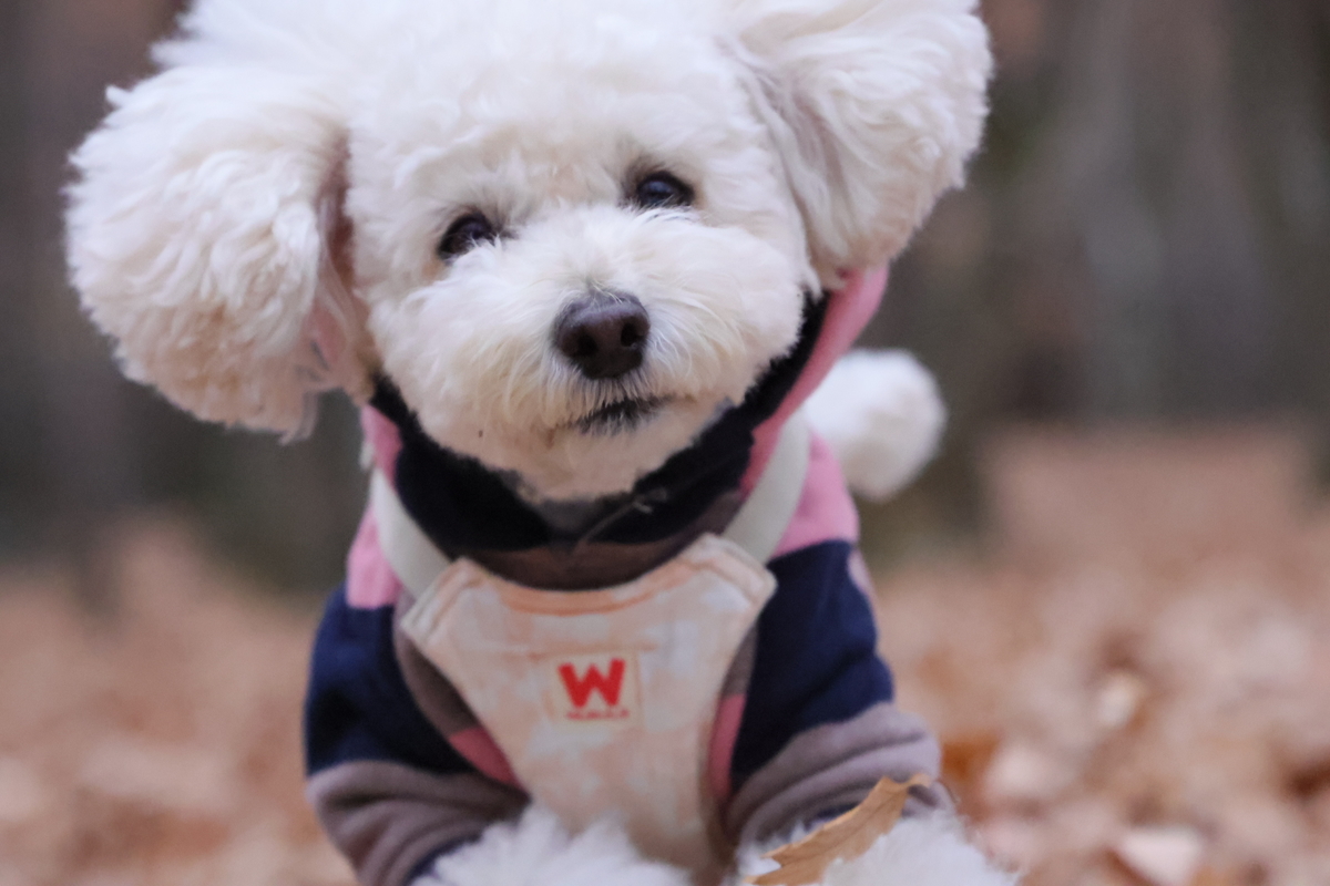 f:id:AKARI_PAPA:20211123191258j:plain