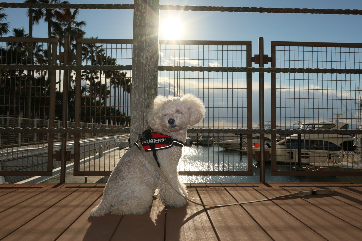 f:id:AKARI_PAPA:20211127201207j:plain