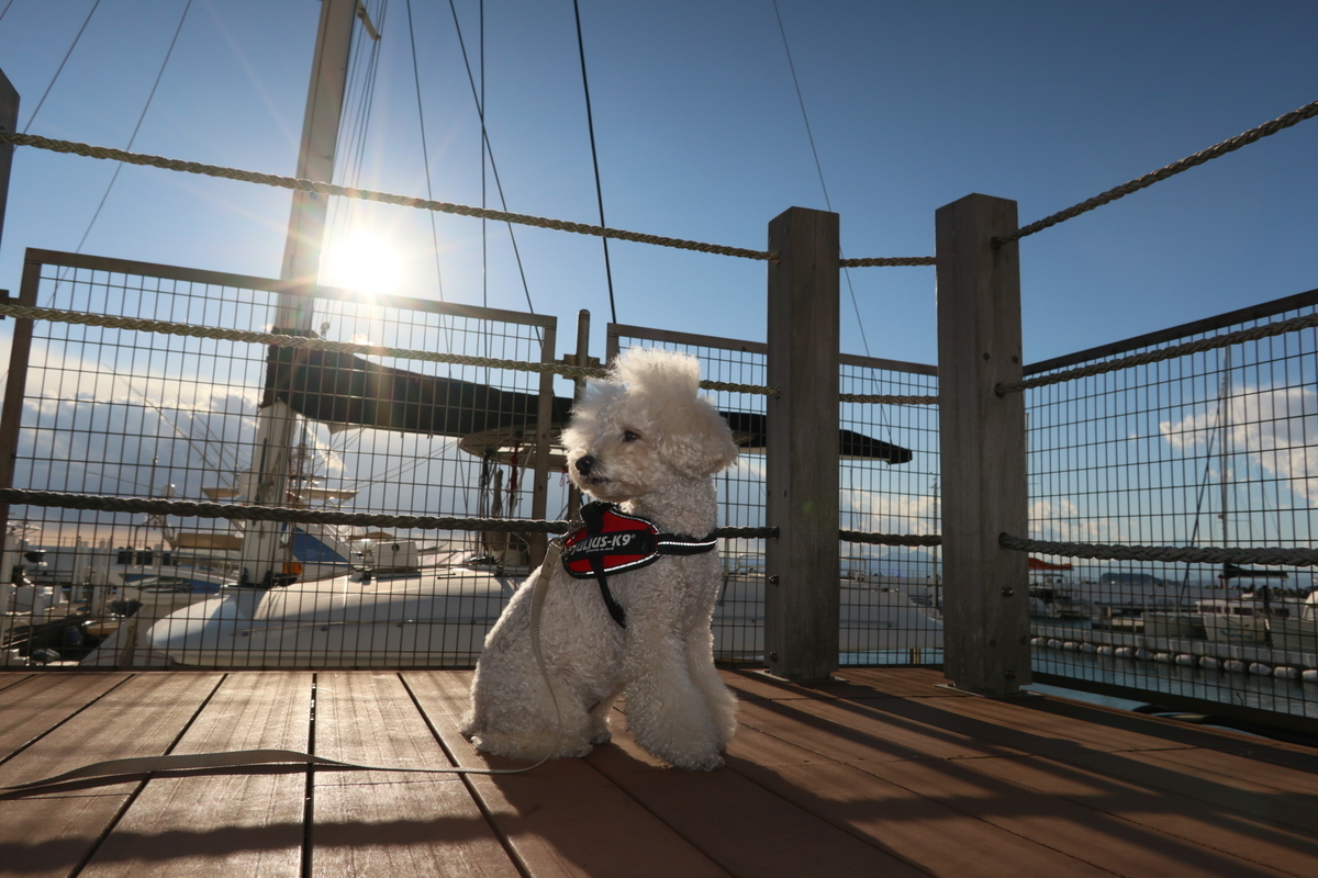 f:id:AKARI_PAPA:20211127201341j:plain