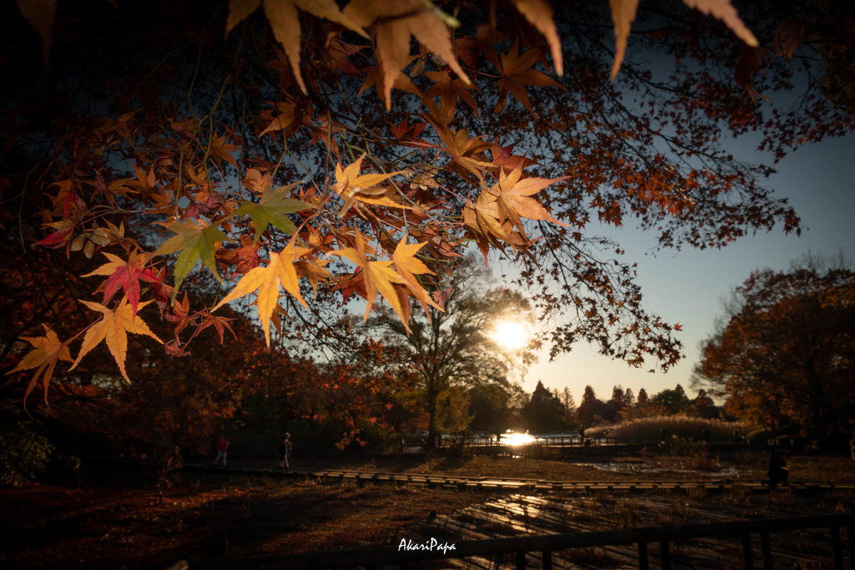 f:id:AKARI_PAPA:20211128213420j:plain