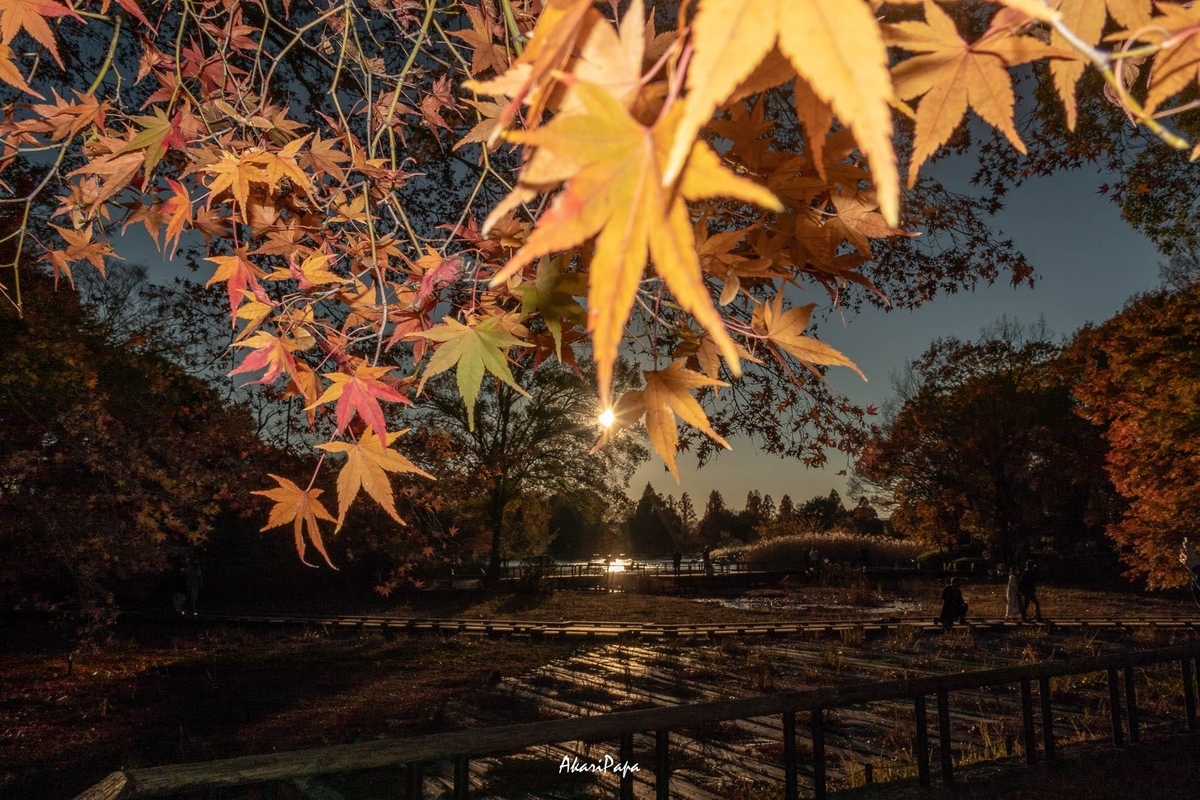 f:id:AKARI_PAPA:20211128214110j:plain