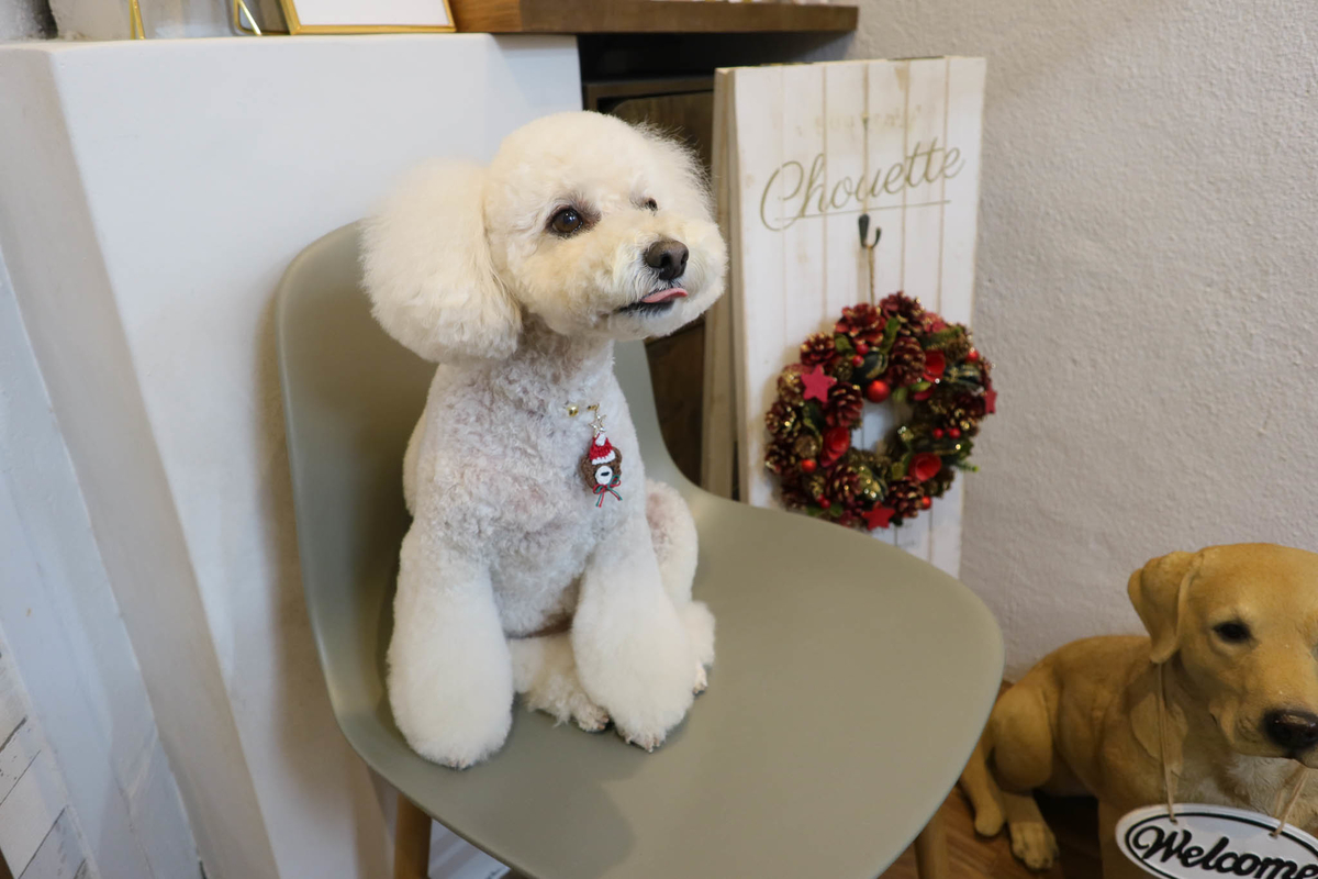 f:id:AKARI_PAPA:20211211175003j:plain