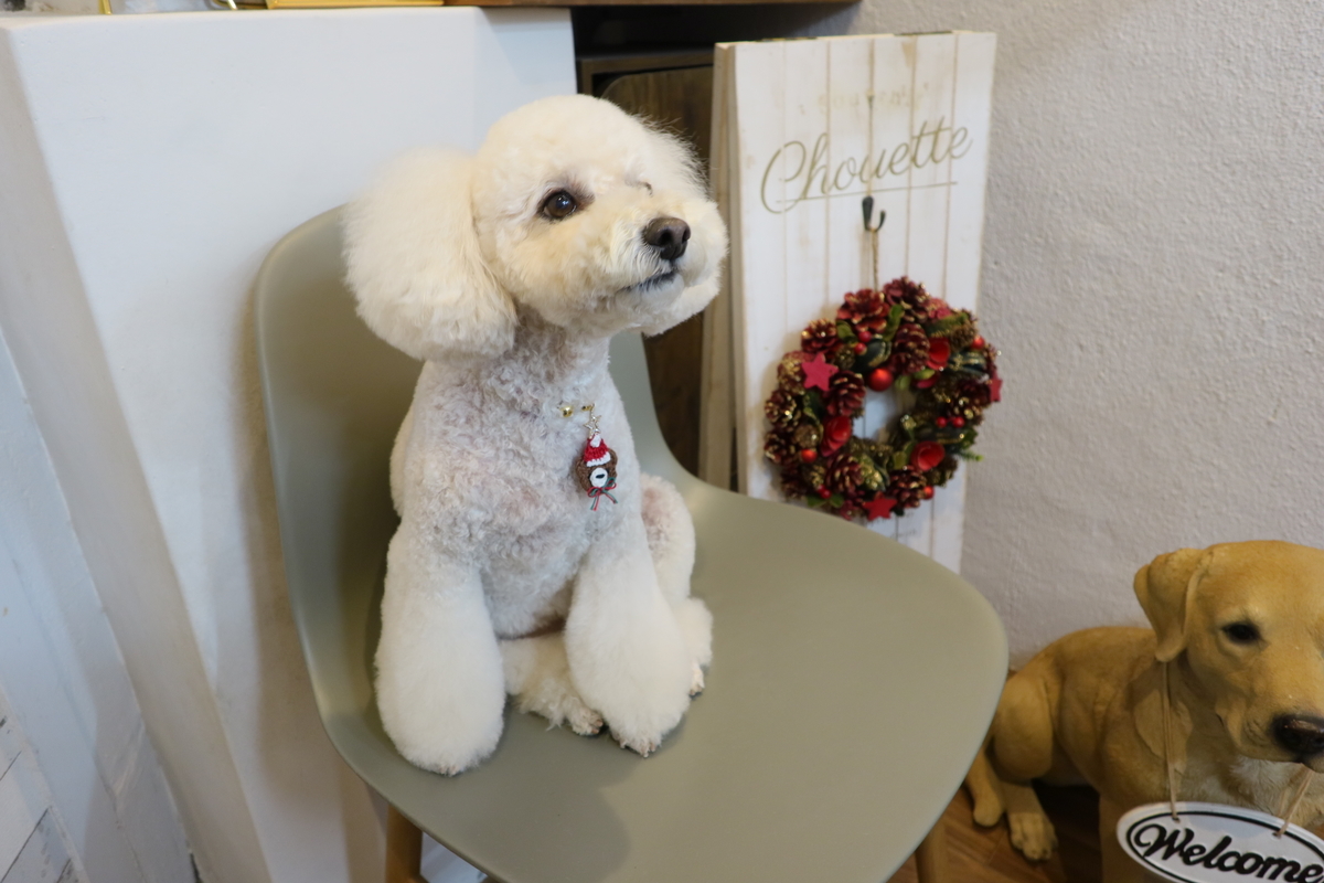 f:id:AKARI_PAPA:20211211175046j:plain