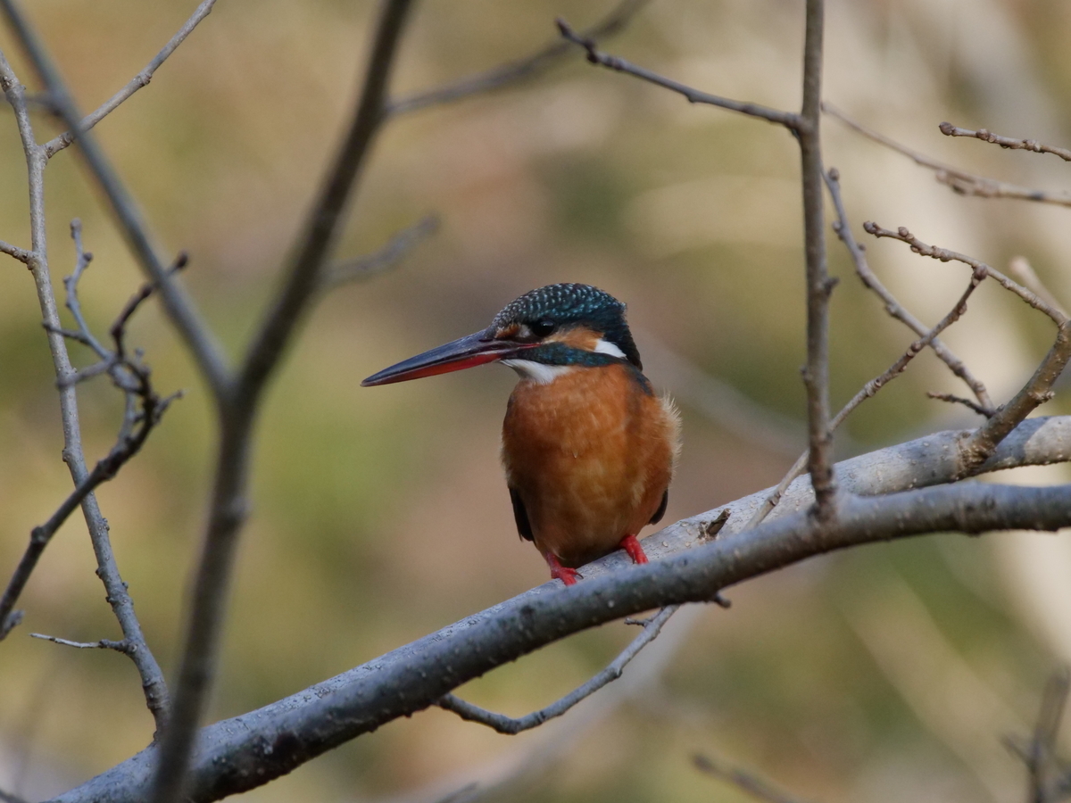 f:id:AKARI_PAPA:20220307081241j:plain