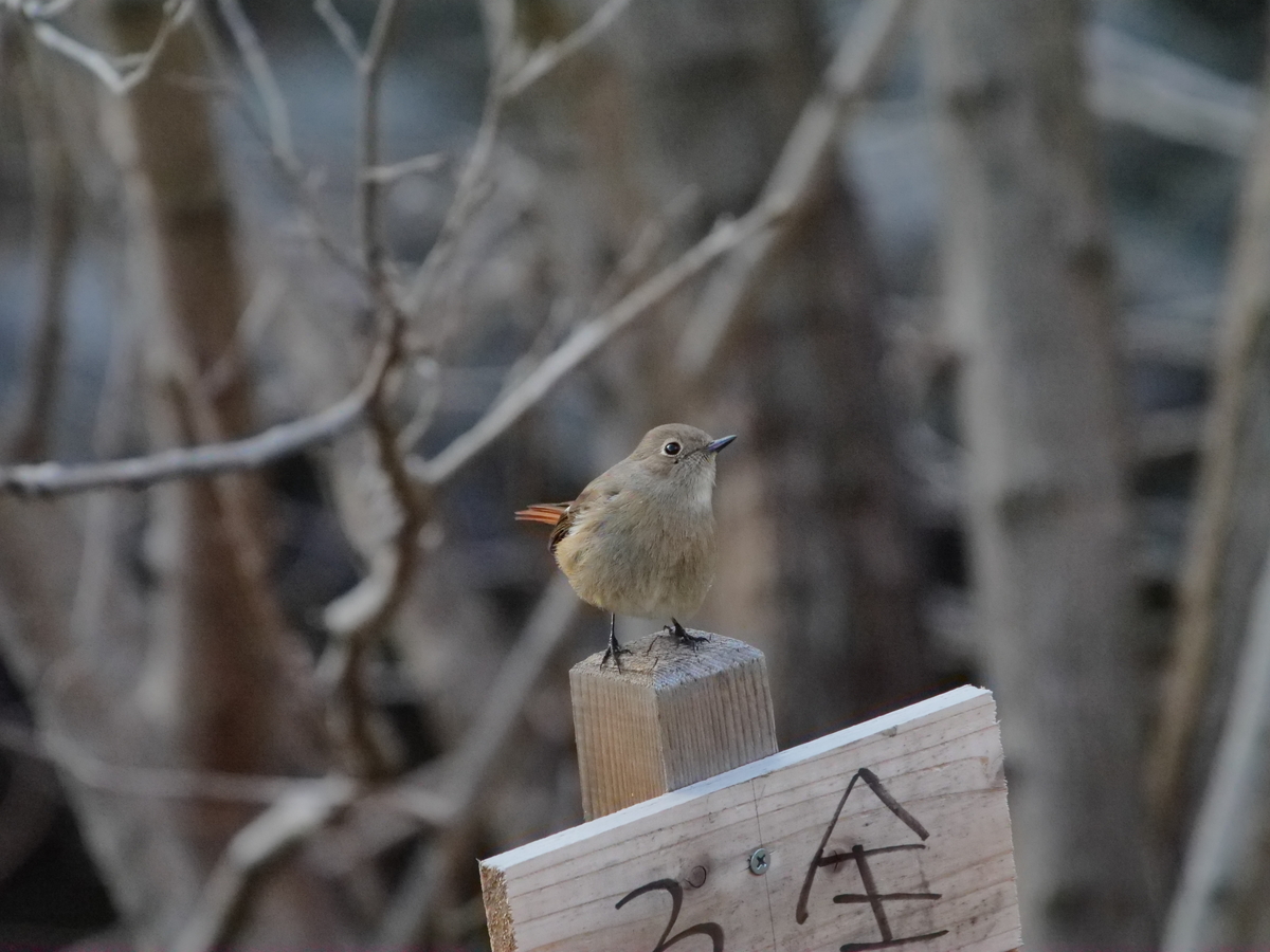 f:id:AKARI_PAPA:20220307081254j:plain