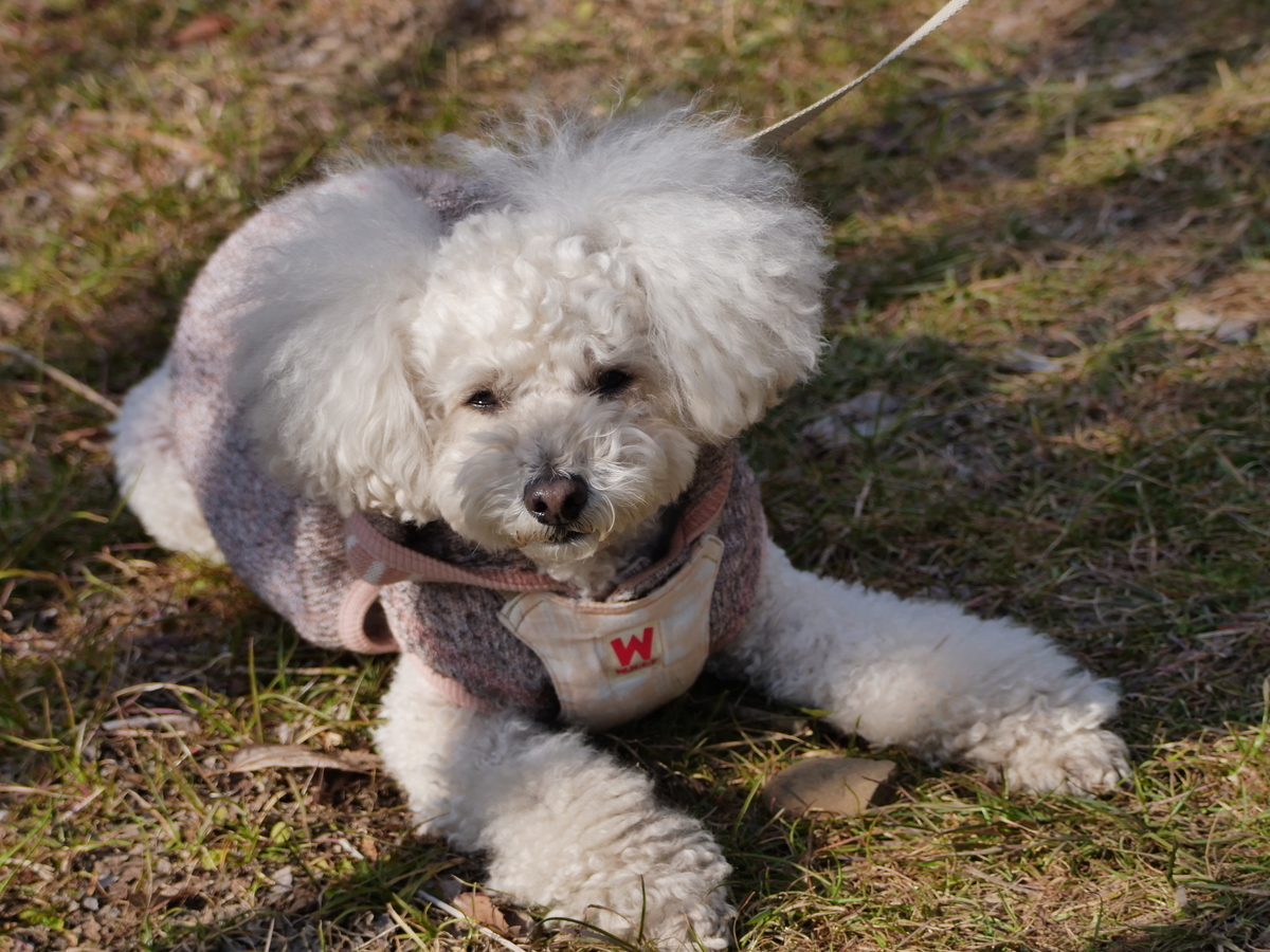 f:id:AKARI_PAPA:20220307081353j:plain