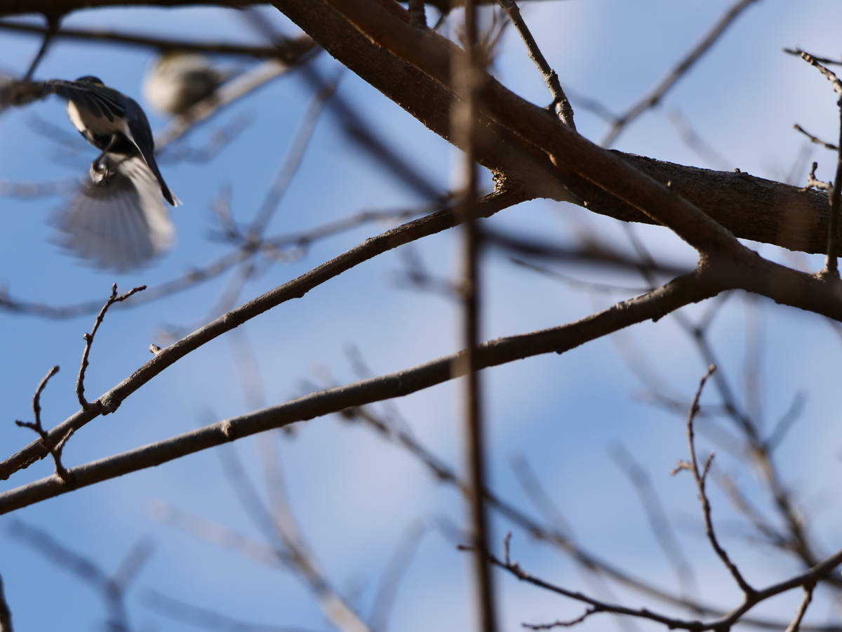 f:id:AKARI_PAPA:20220307081535j:plain