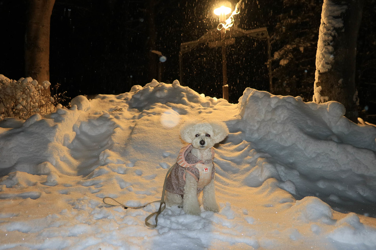 f:id:AKARI_PAPA:20220307081928j:plain