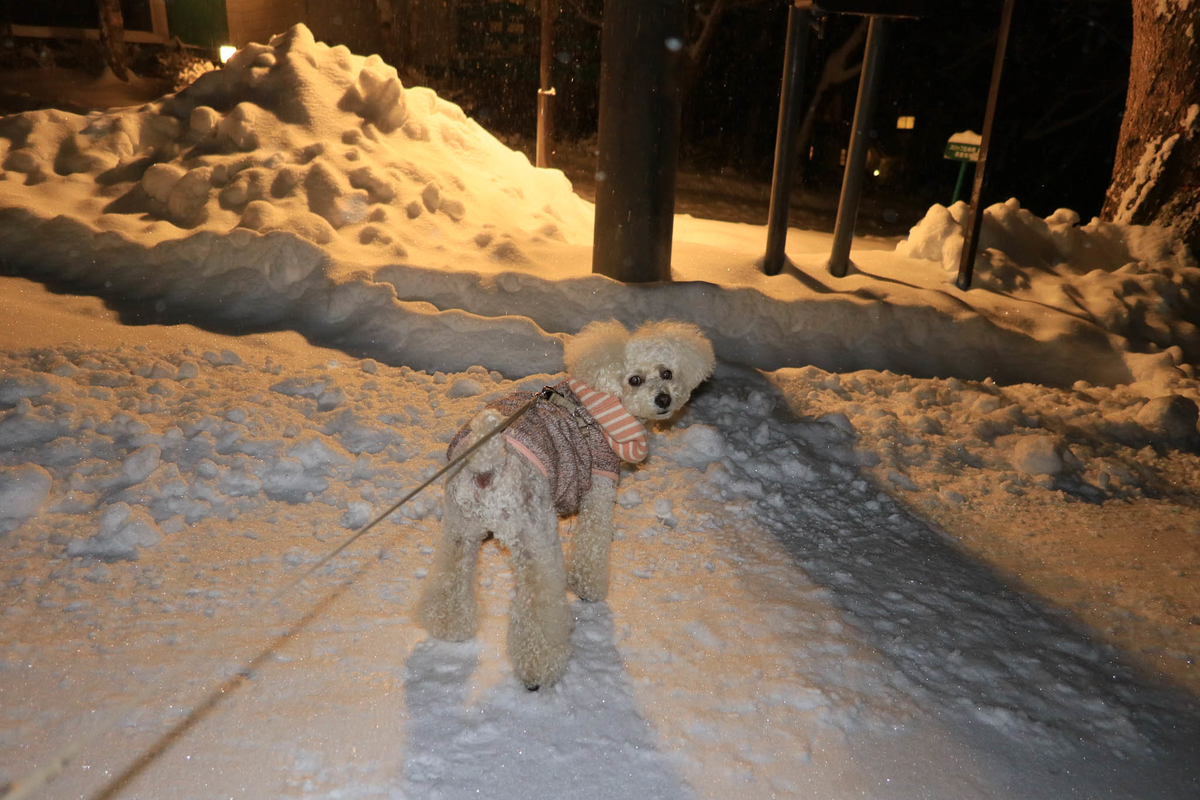 f:id:AKARI_PAPA:20220307082155j:plain