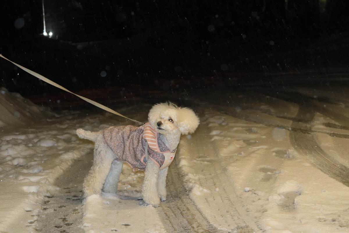 f:id:AKARI_PAPA:20220307082209j:plain