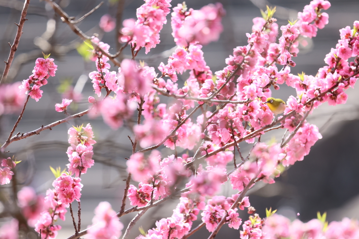 f:id:AKARI_PAPA:20220325080331j:plain