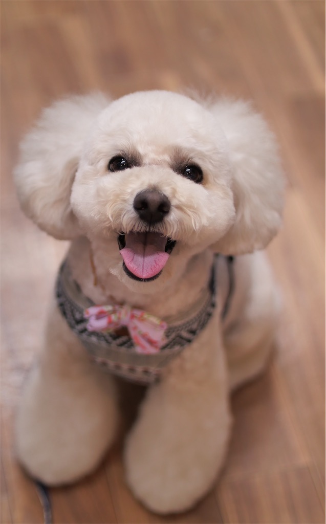 f:id:AKARI_PAPA:20230118230012j:image